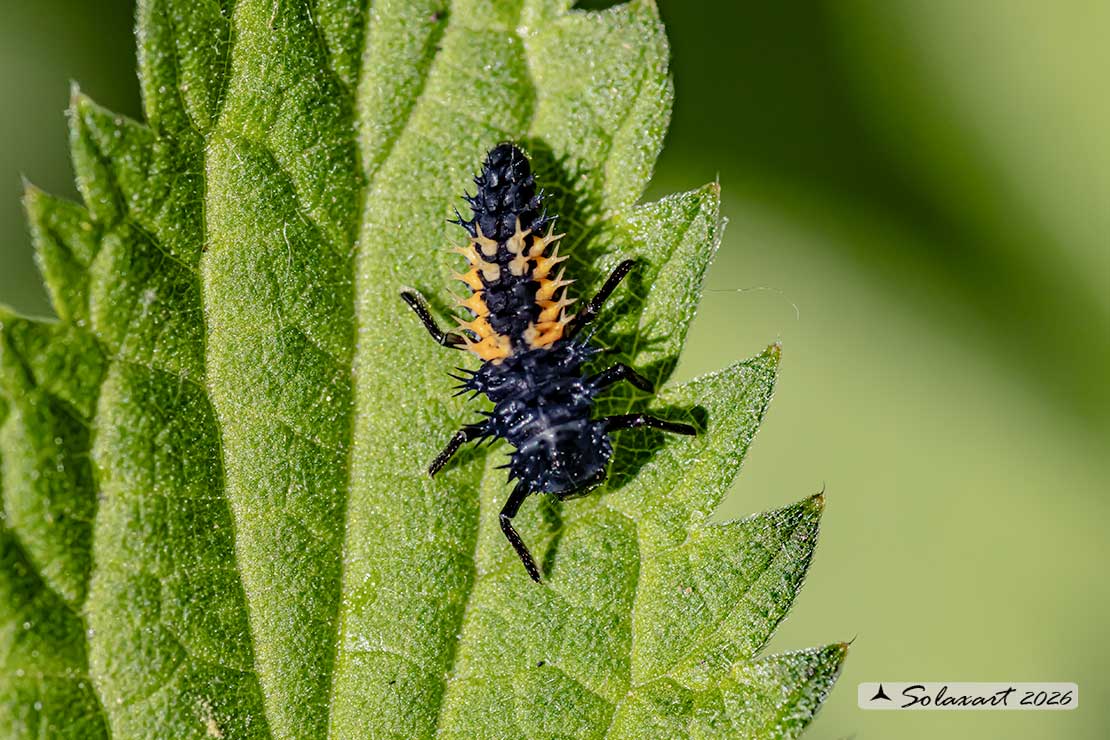Harmonia axyridis:  larva di Coccinella