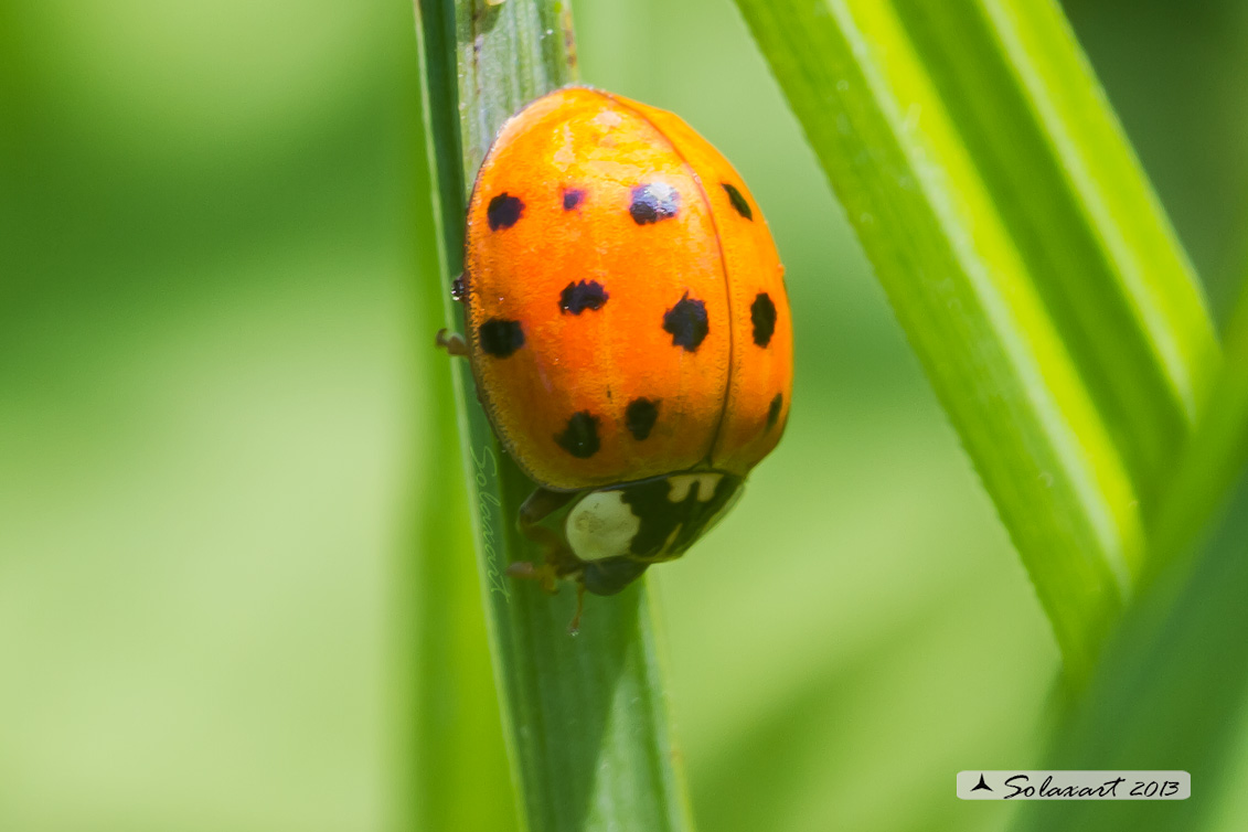 Harmonia axyridis -  Coccinella  - multicolored Asian lady beetle