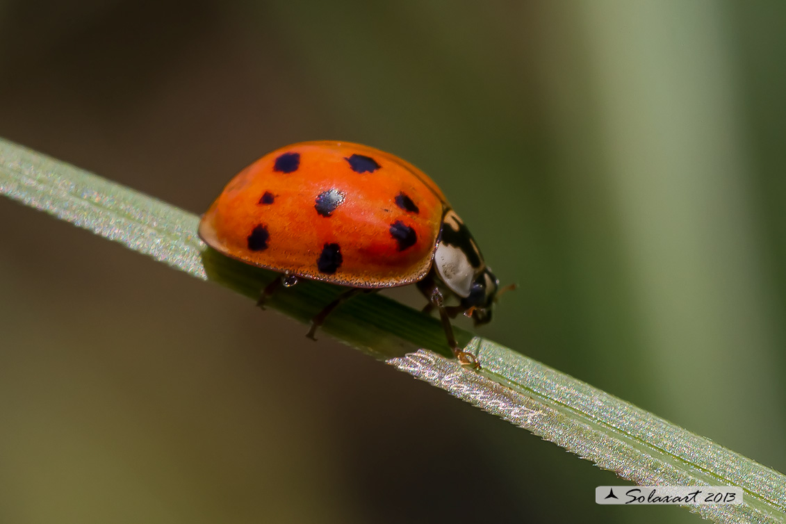 Harmonia axyridis -  Coccinella  - multicolored Asian lady beetle