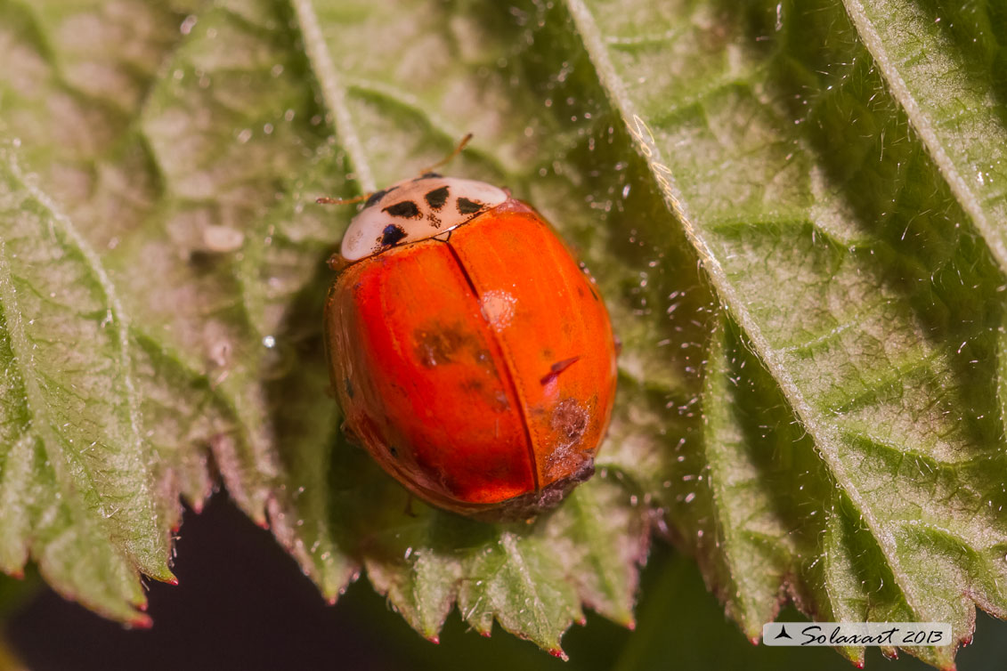 Harmonia axyridis -  Coccinella  - multicolored Asian lady beetle