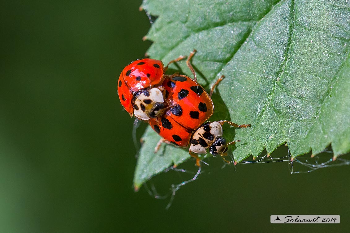 Harmonia axyridis -  Coccinella  - multicolored Asian lady beetle