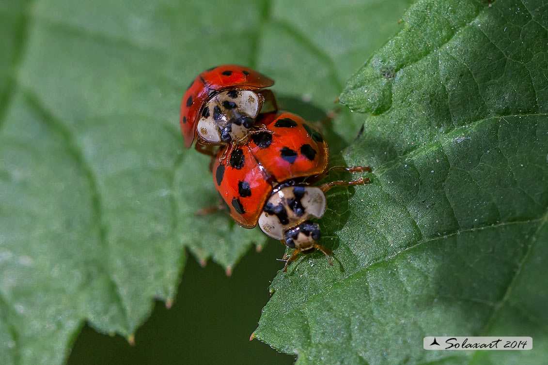 Harmonia axyridis -  Coccinella  - multicolored Asian lady beetle