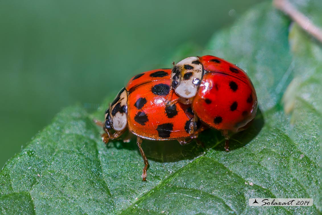 Harmonia axyridis -  Coccinella  - multicolored Asian lady beetle