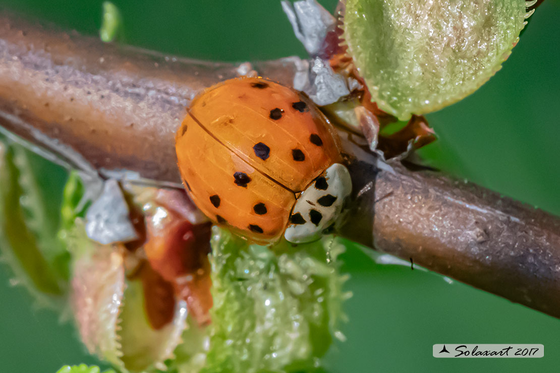 Harmonia axyridis; Coccinella