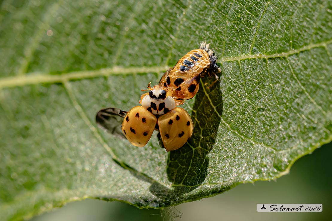 Harmonia axyridis: larva di Coccinella