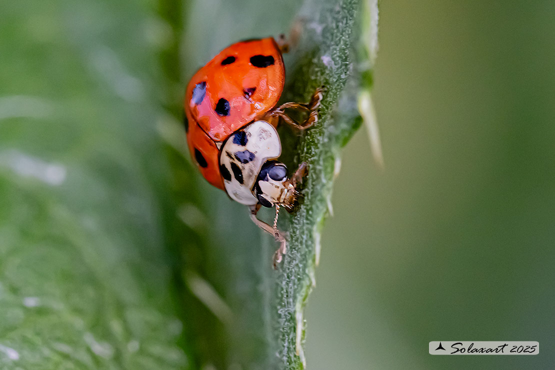 Harmonia axyridis; Coccinella