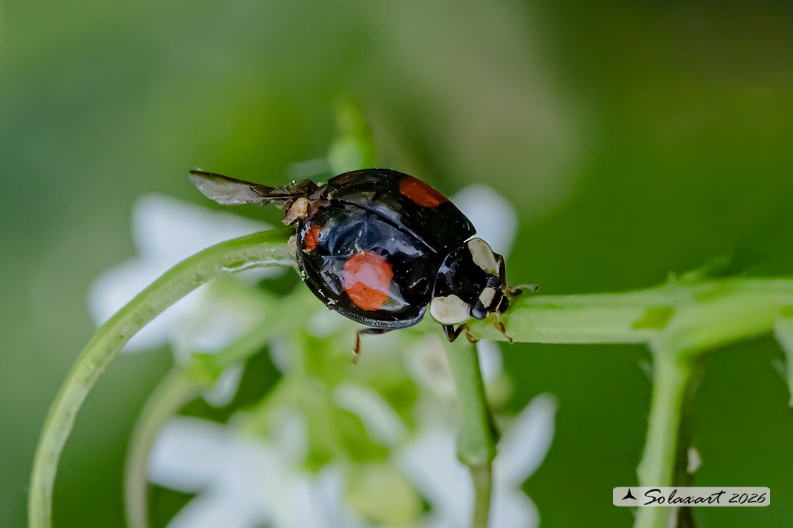 Harmonia axyridis; Coccinella