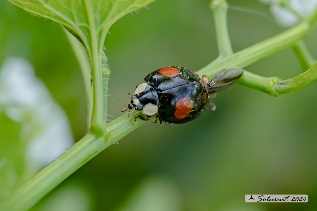 Harmonia axyridis; Coccinella