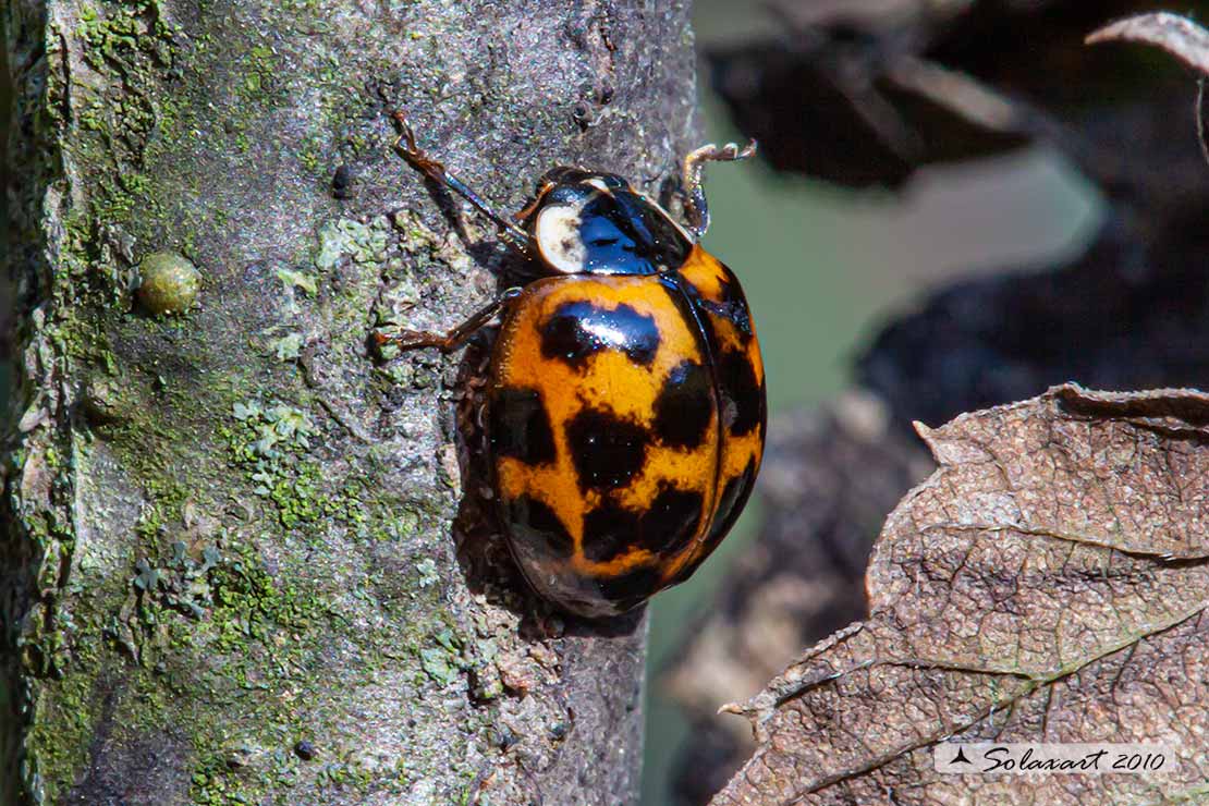 Harmonia axyridis -  Coccinella  - multicolored Asian lady beetle