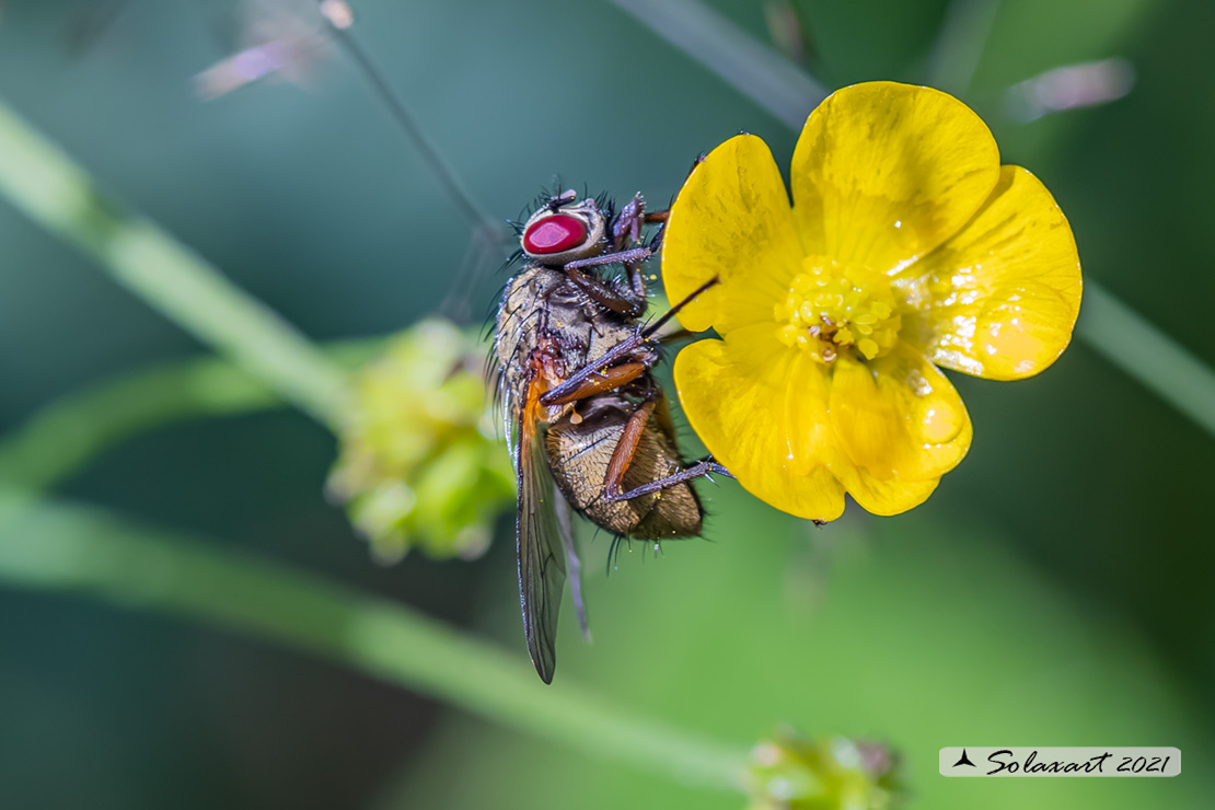 Helina impuncta