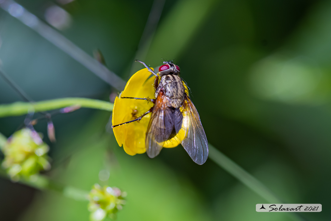 Helina impuncta