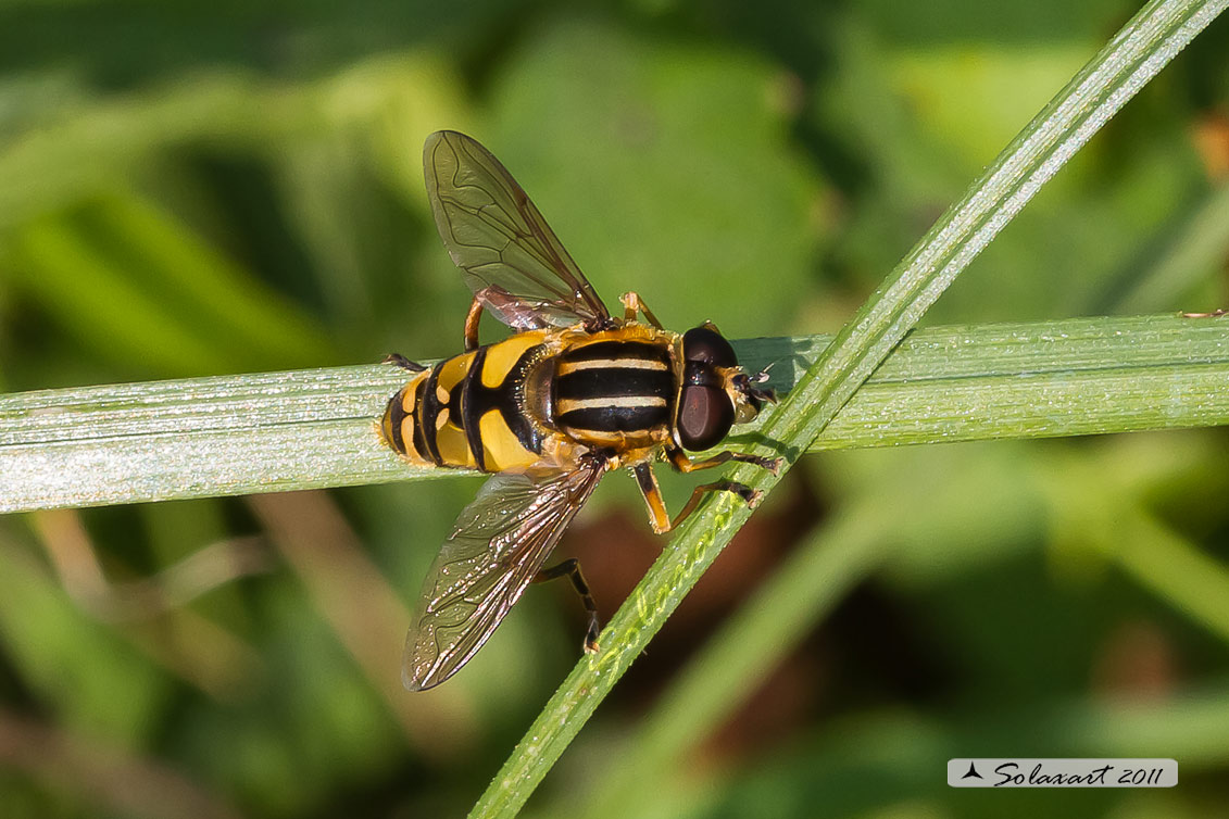 Helophilus pendulus  - dangling sun-lover