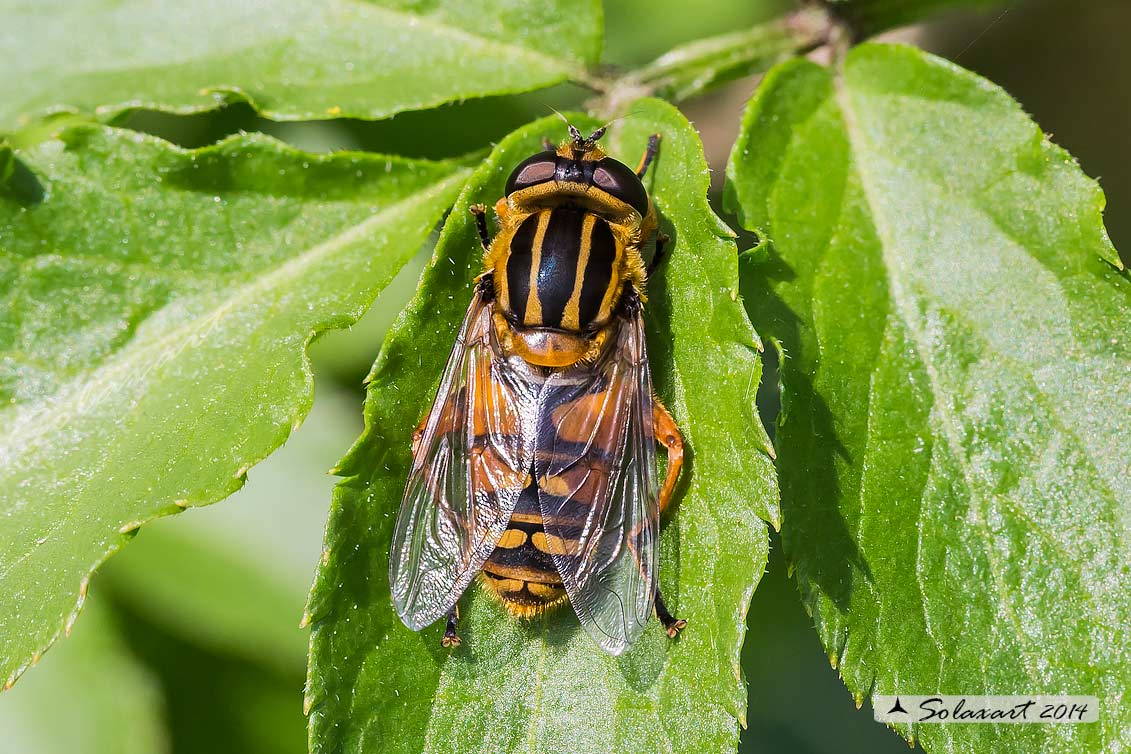 Helophilus pendulus  - dangling sun-lover