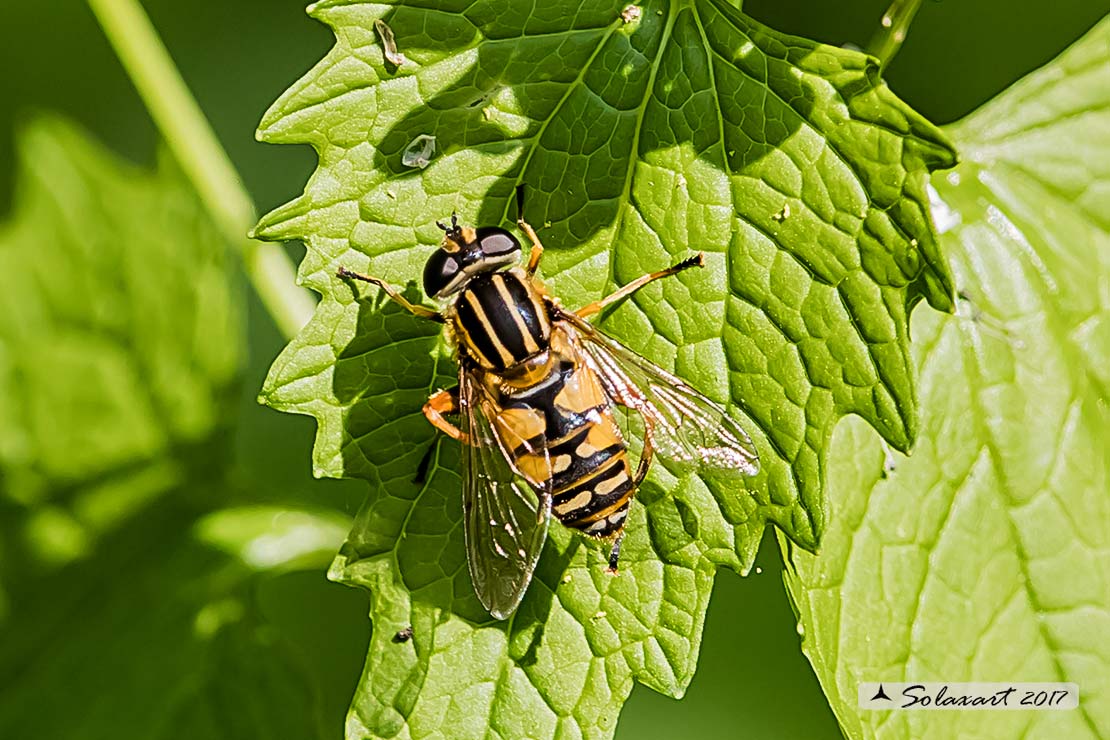Helophilus pendulus