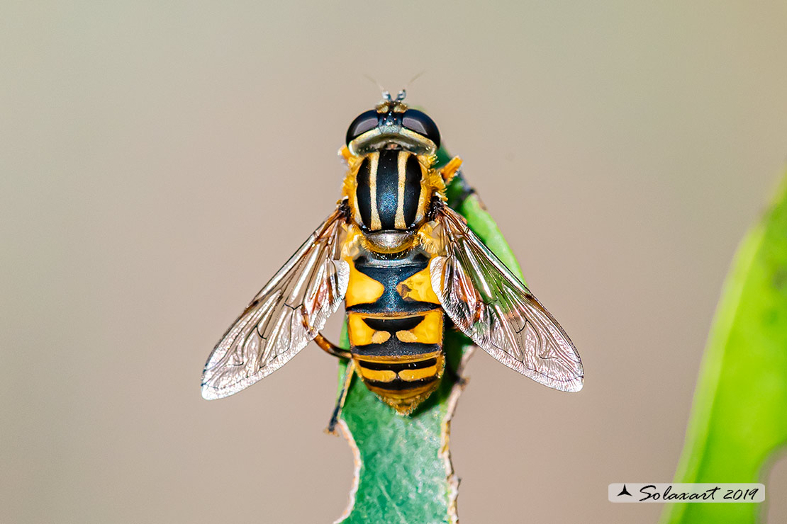 Helophilus pendulus