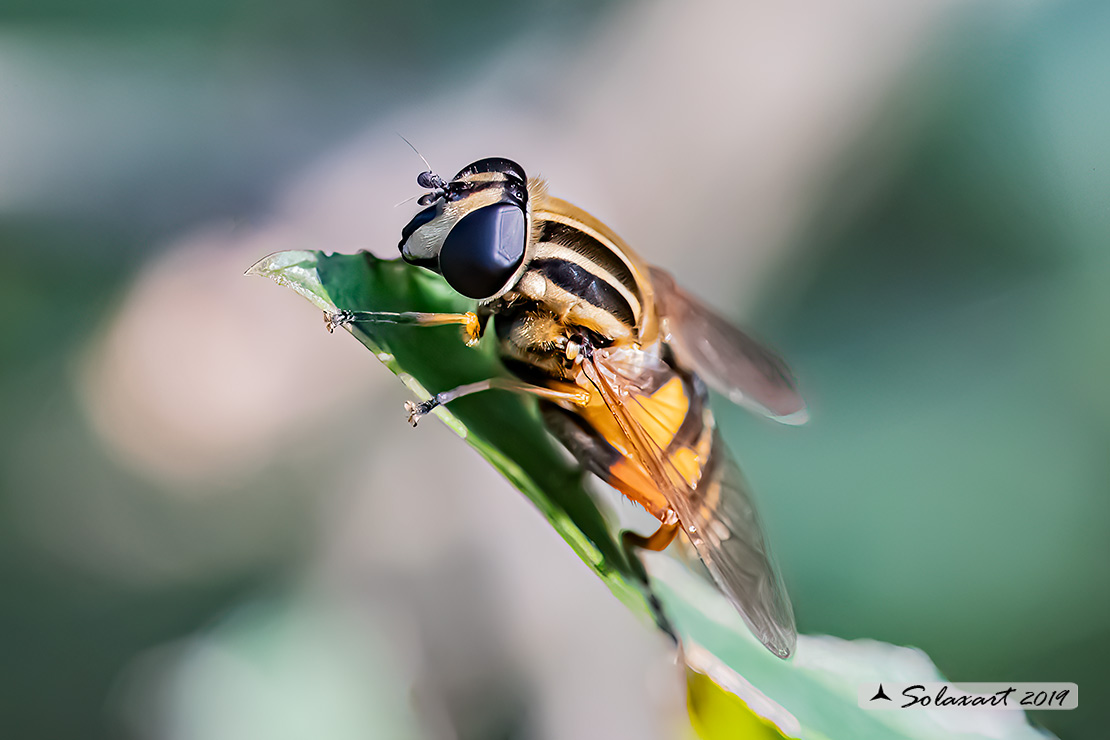 Helophilus pendulus
