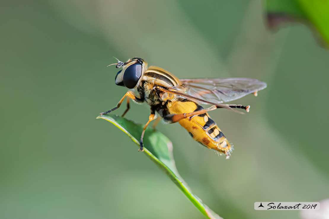 Helophilus pendulus