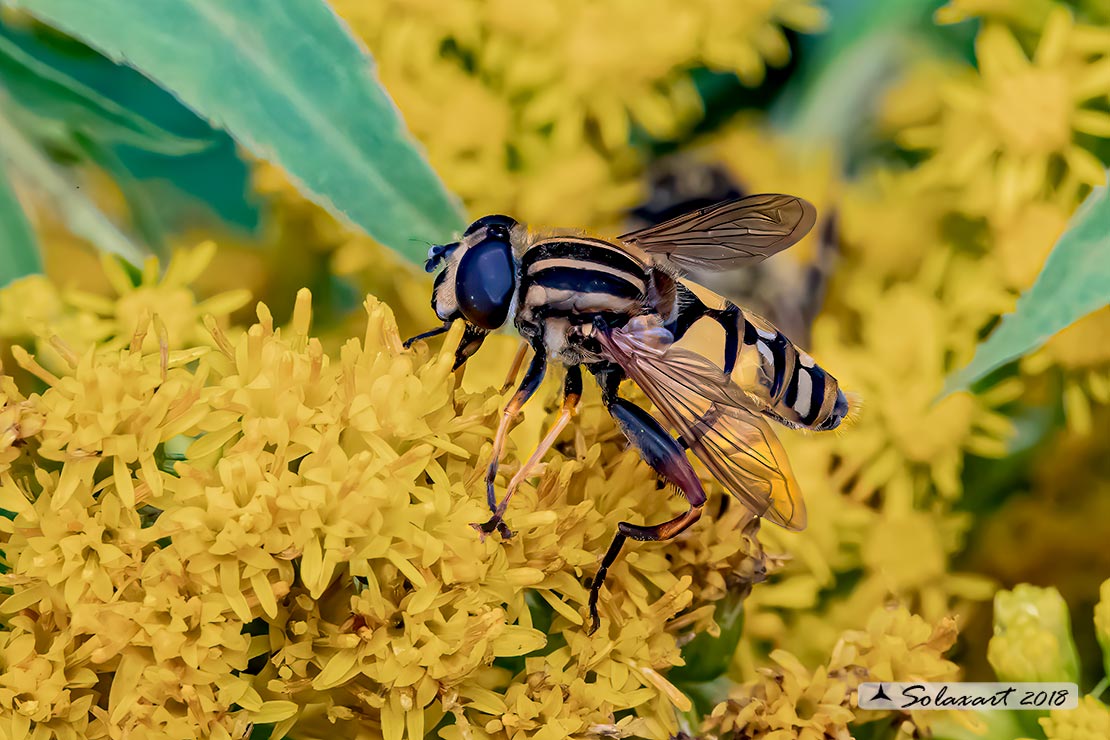 Famiglia: Syrphidae; Specie: Helophilus pendulus