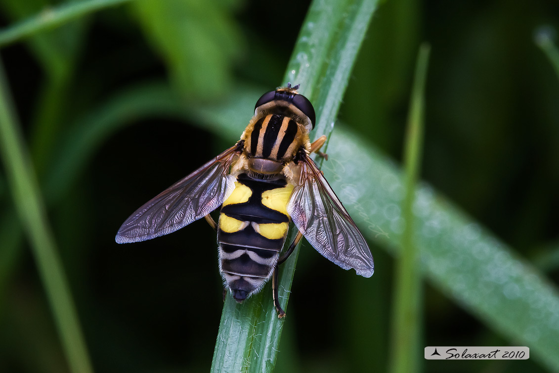 Helophilus trivittatus