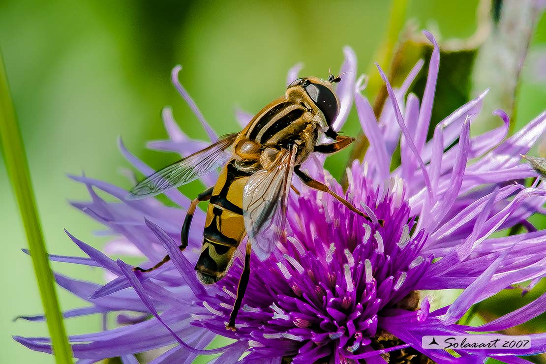 Helophilus trivittatus