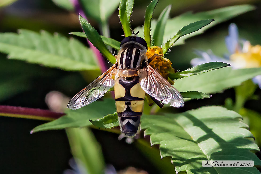 Helophilus trivittatus