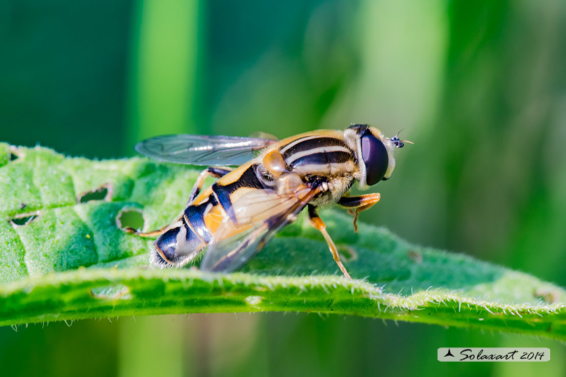 Helophilus trivittatus