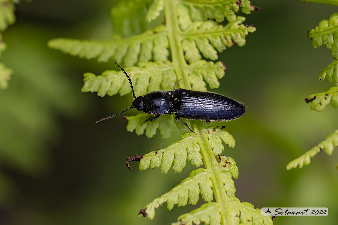 Hemicrepidius hirtus