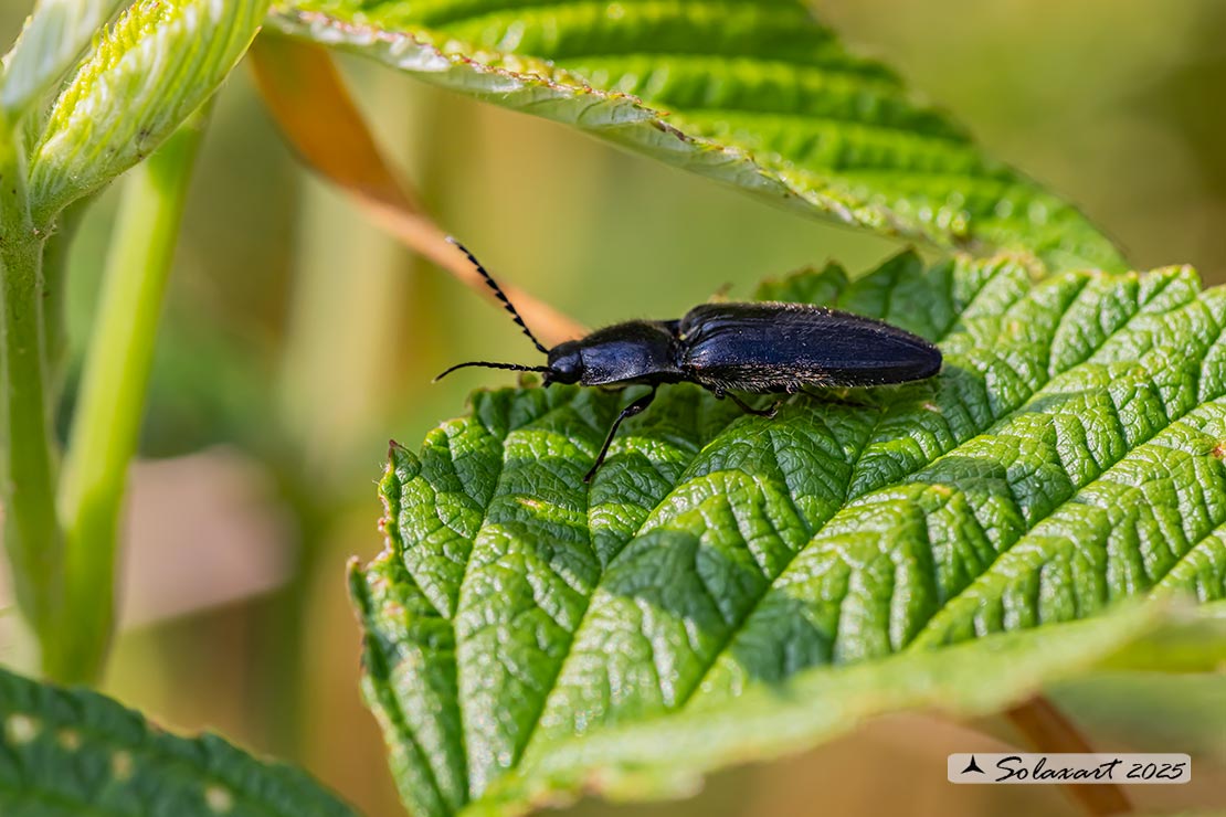 Hemicrepidius hirtus