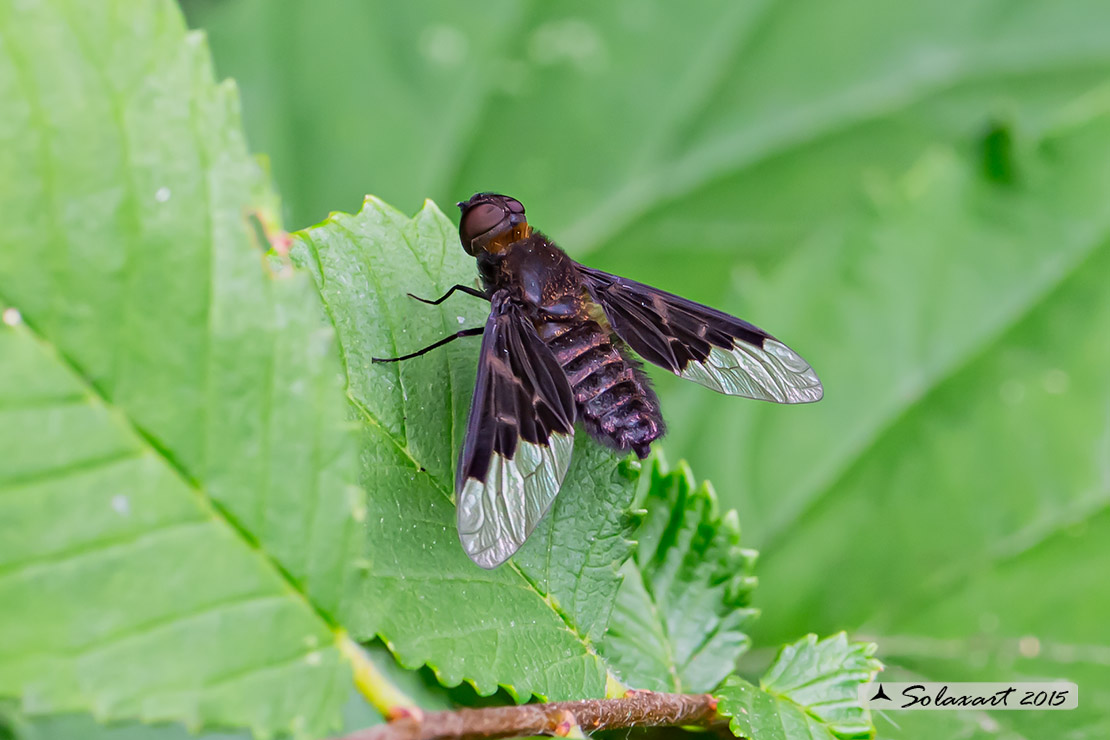 Hemipenthes morio - common Bee-fly