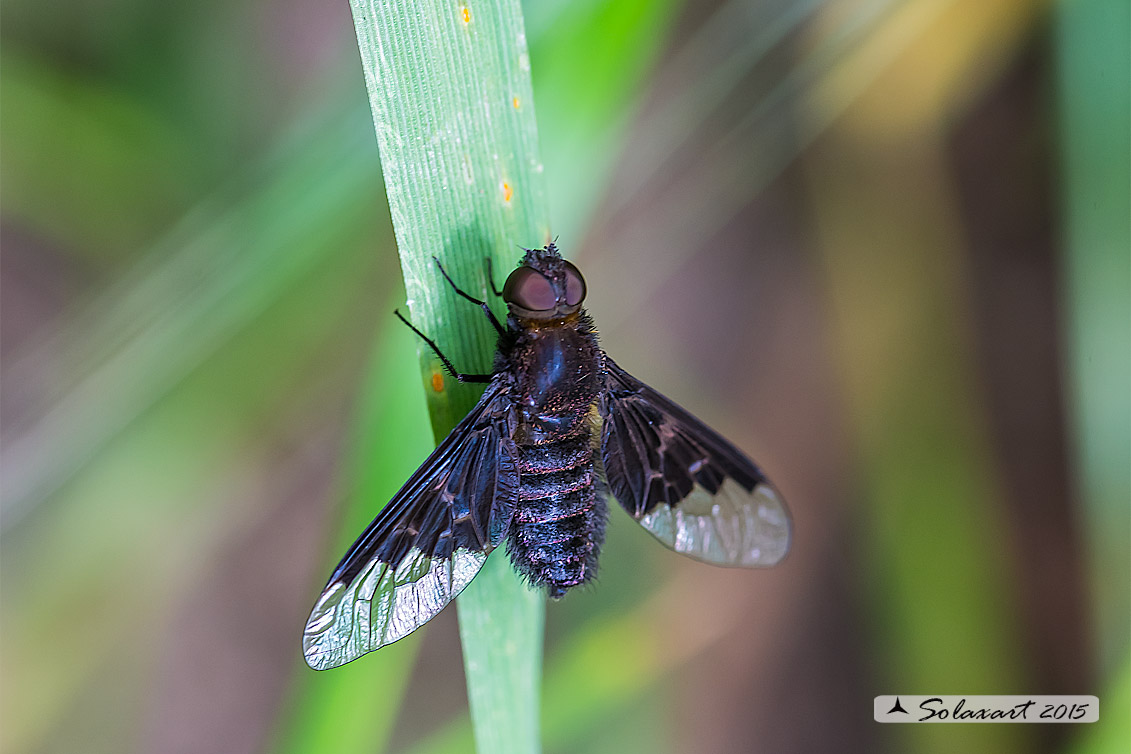 Hemipenthes morio - common Bee-fly