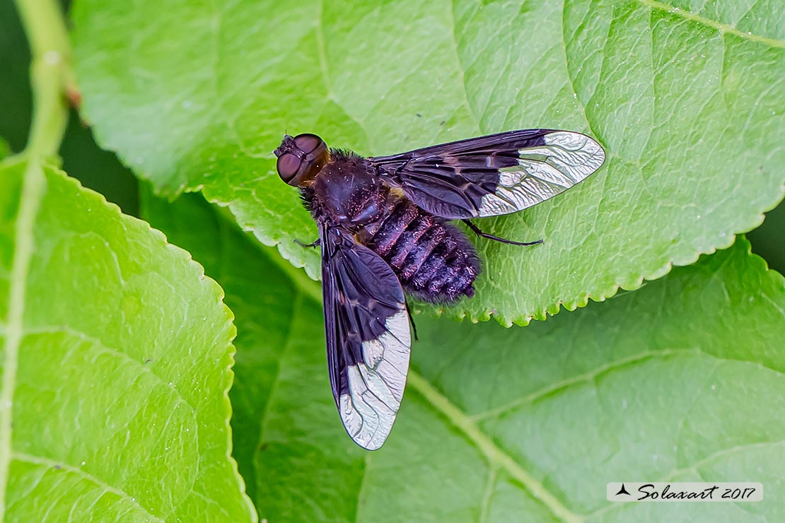 Hemipenthes morio - common Bee-fly