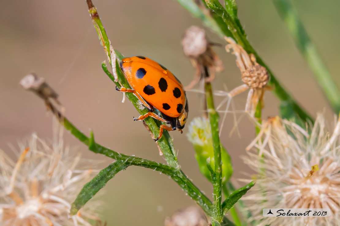Hippodamia tredecimpunctata -  Coccinella  - Thirteen-spot ladybeetle