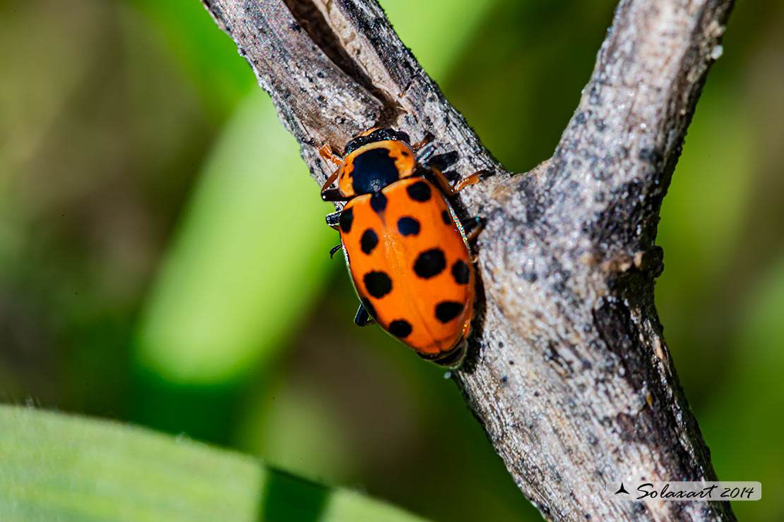 Hippodamia tredecimpunctata -  Coccinella  - Thirteen-spot ladybeetle