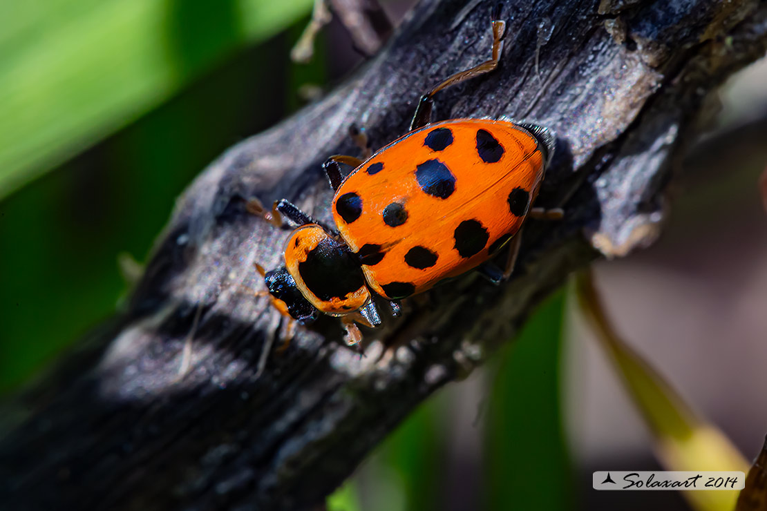 Hippodamia tredecimpunctata -  Coccinella  - Thirteen-spot ladybeetle