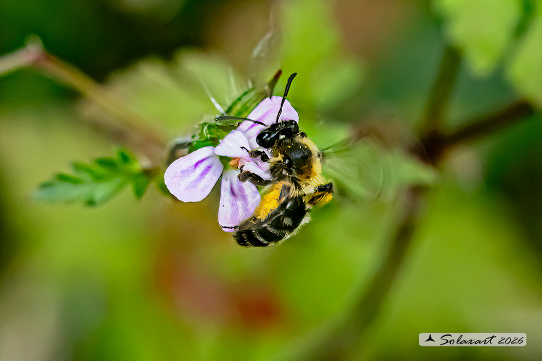 Hoplitis tridentata