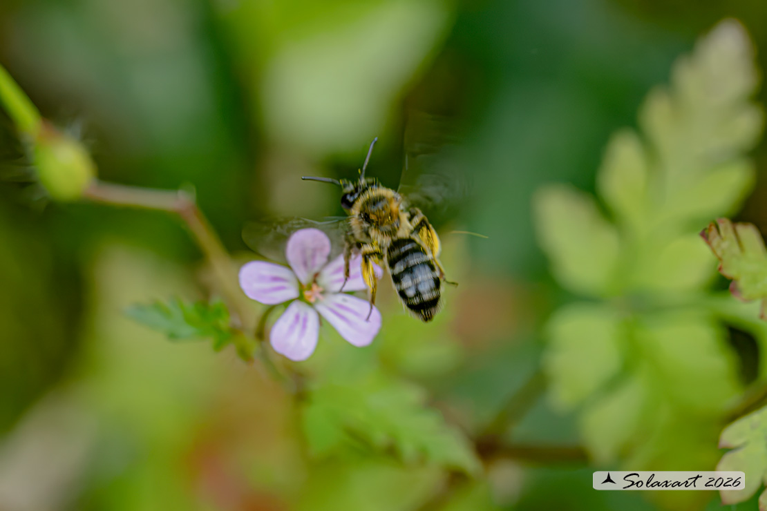 Hoplitis tridentata