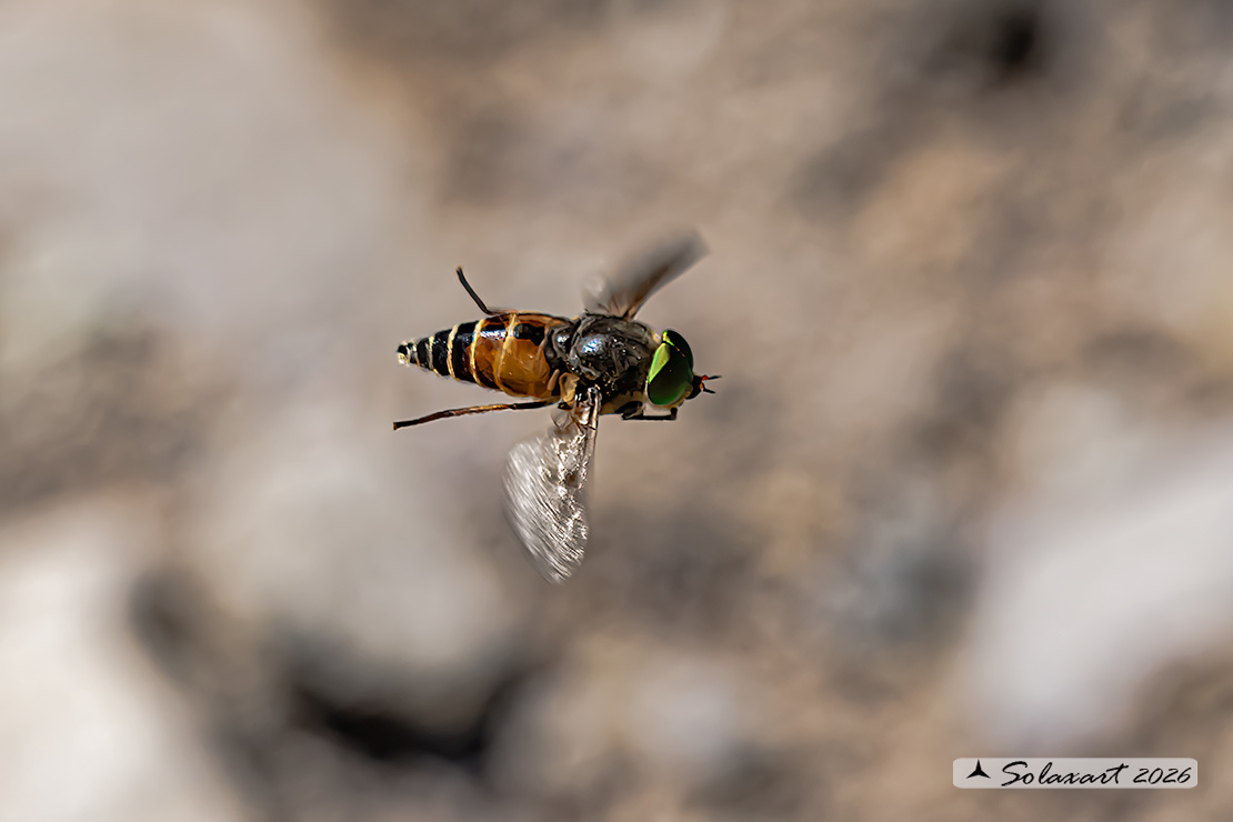 Hybomitra bimaculata