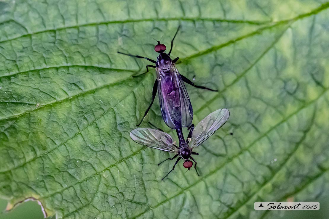 Hybos grossipes