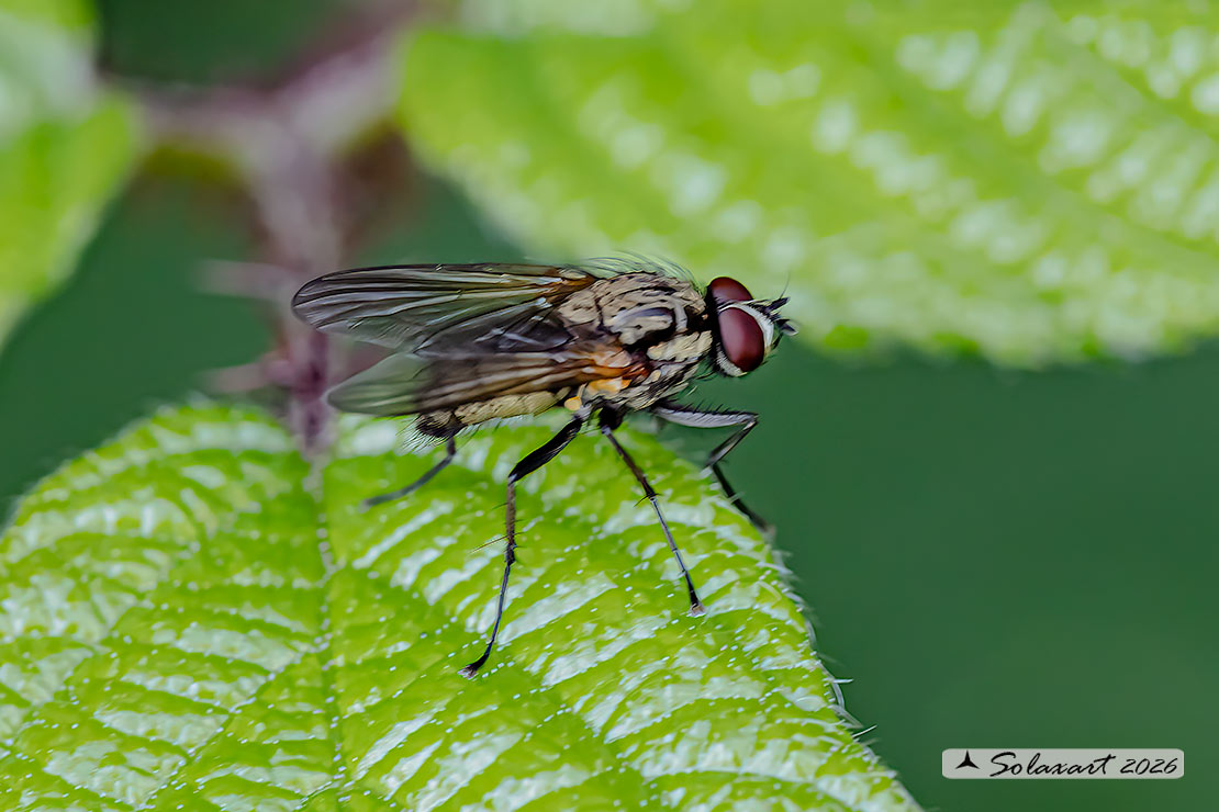 Hydrophoria lancifer