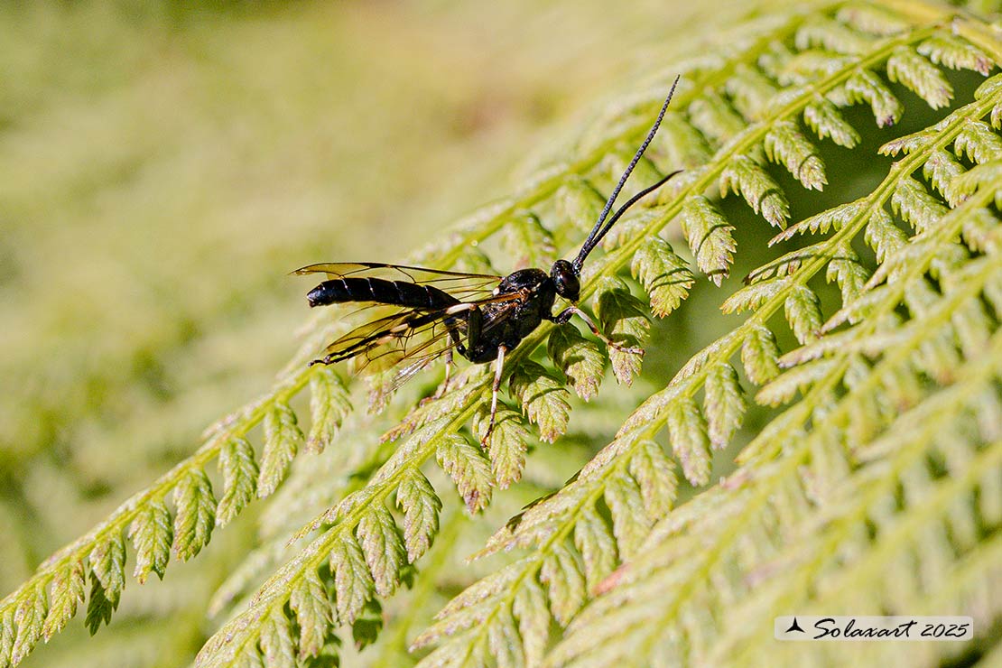 Ichneumon formosus