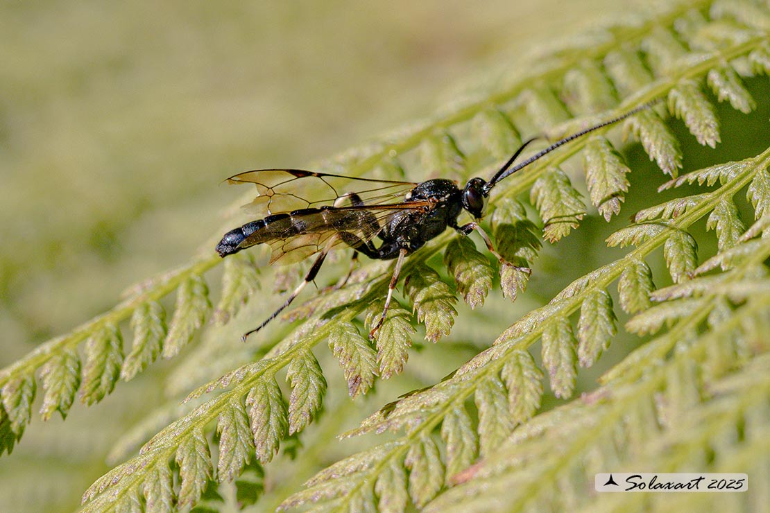 Ichneumon formosus