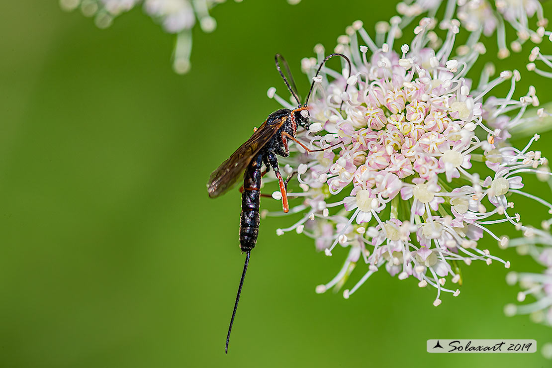 Ichneumonidae