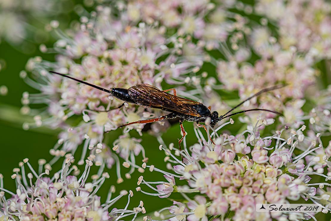 Ichneumonidae