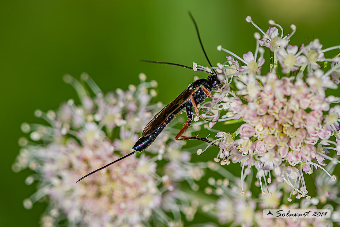 Ichneumonidae