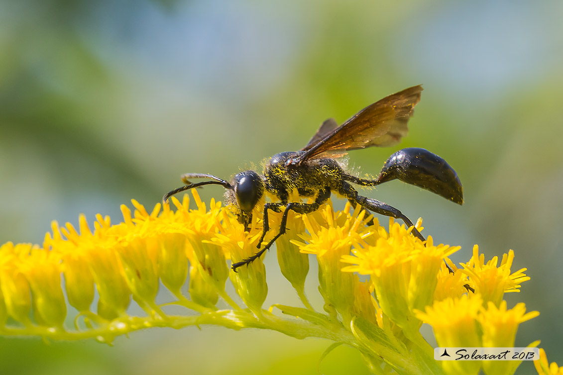 Isodontia mexicana - Grass-carrying wasp