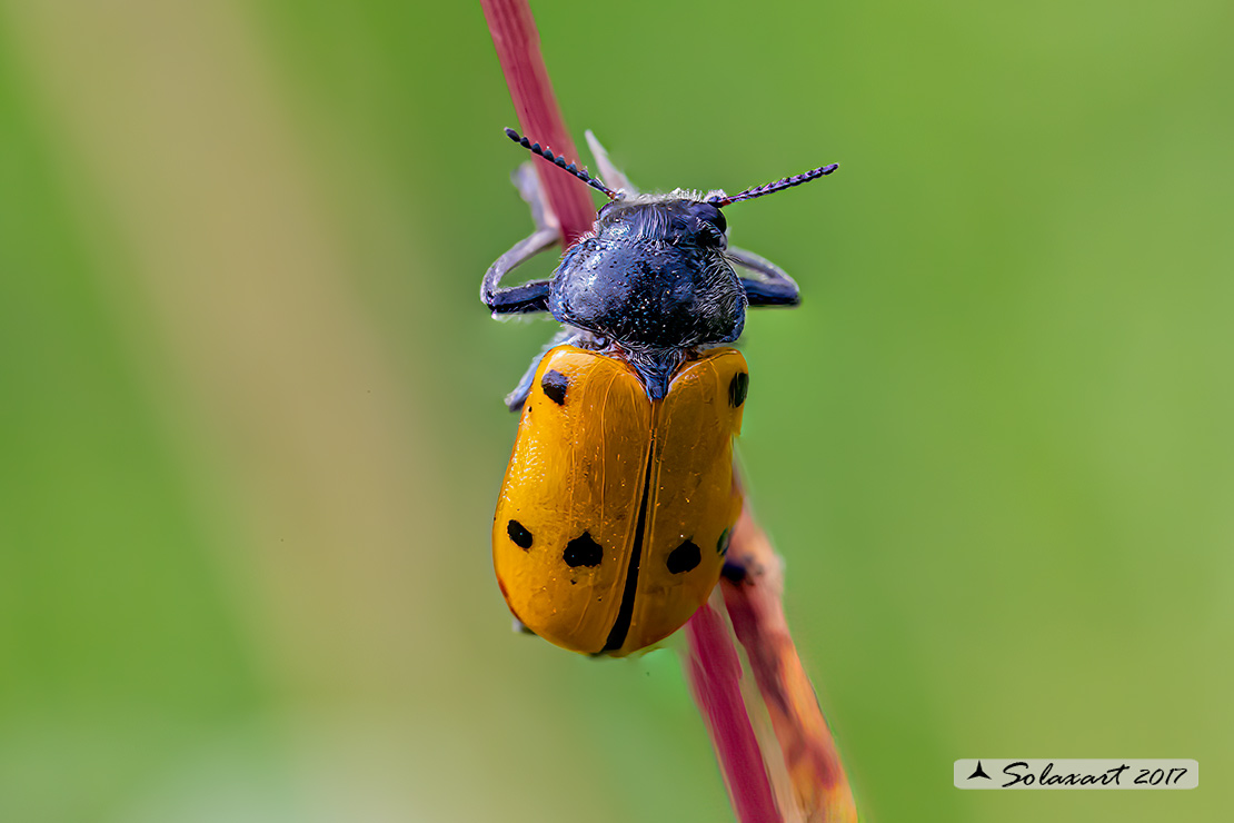 Lachnaia Italica