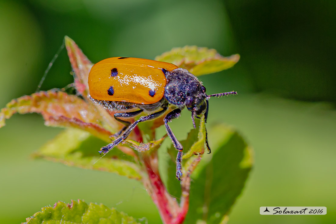 Lachnaia Italica