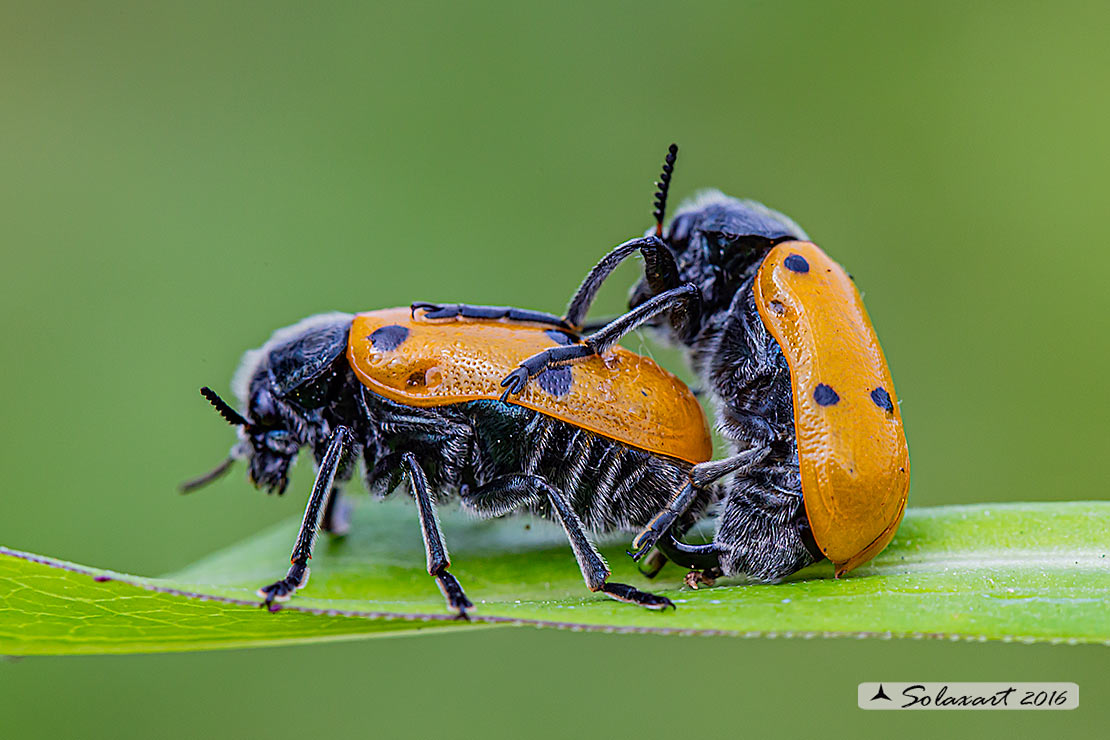 Lachnaia Italica