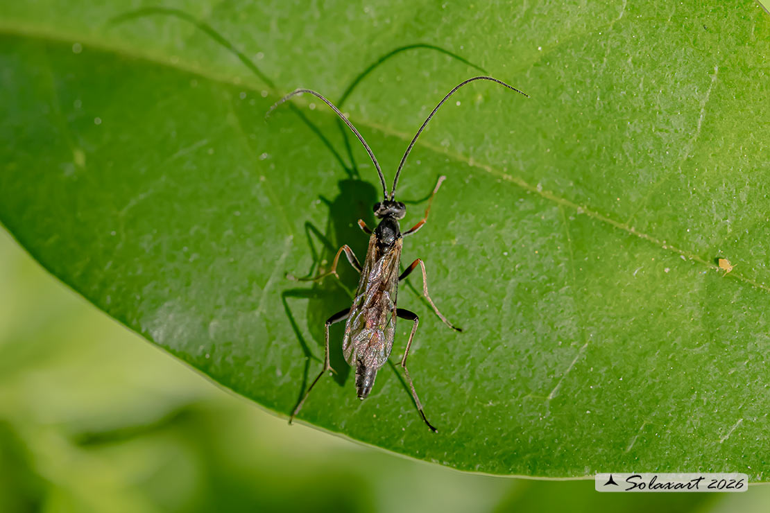 Lagarotis debitor