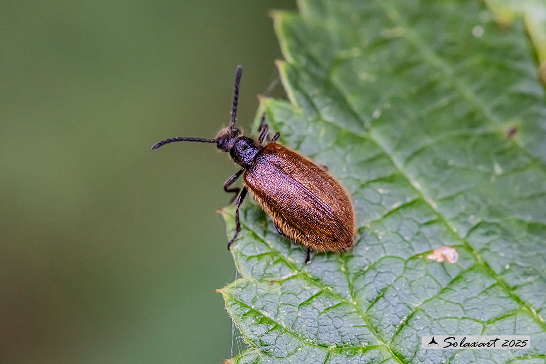 Lagria hirta